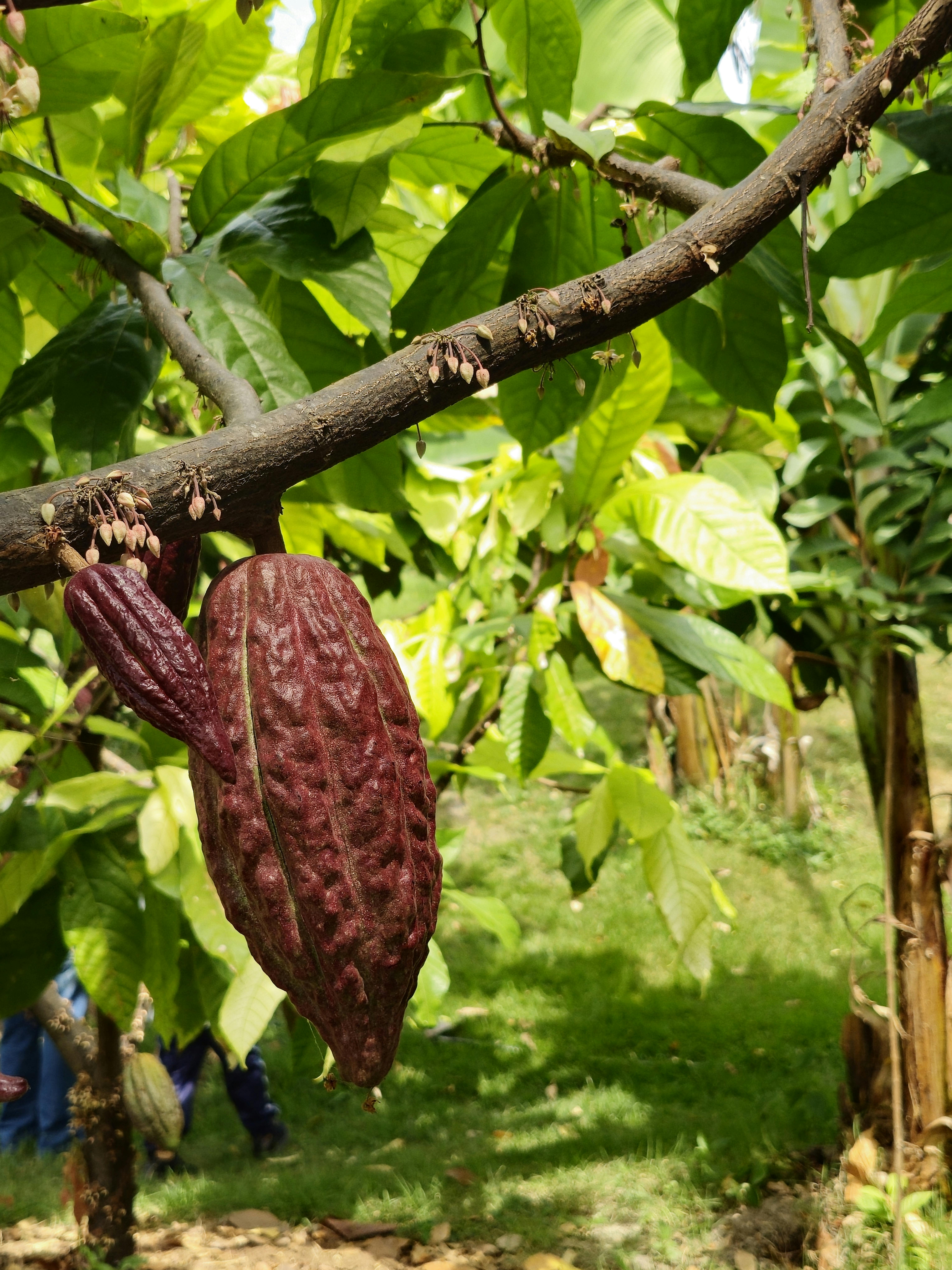 Sustainable Cocoa Farming